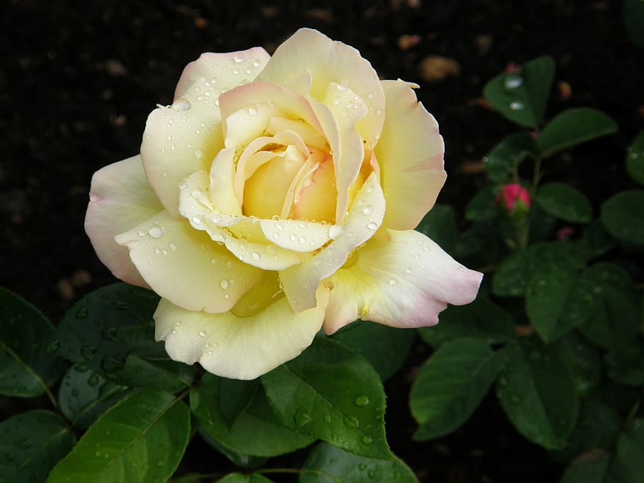 rosebud, filled bud, floribunda, yellow-pink, raindrop, flower, HD wallpaper