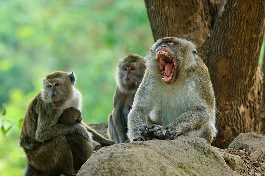 animals, monkey, romantic, group of animals, mammal, animals in the wild HD wallpaper