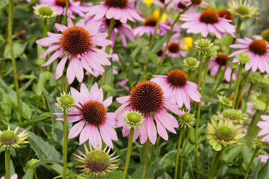 echinacea, sun hat, pink, blossom, bloom, flower, flora, garden HD wallpaper
