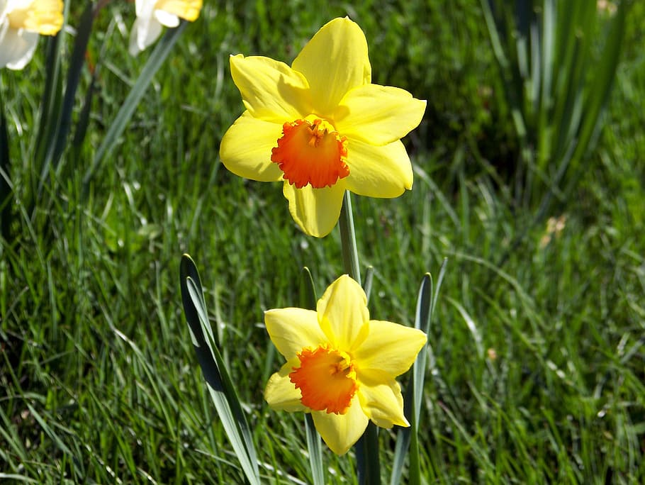 daffodils, flowers, spring, nature, easter, season, floral HD wallpaper