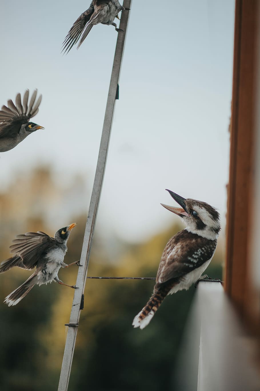 focus photography of brown-and-white bird on line, four brown birds perched on metal bar in closeup photography HD wallpaper