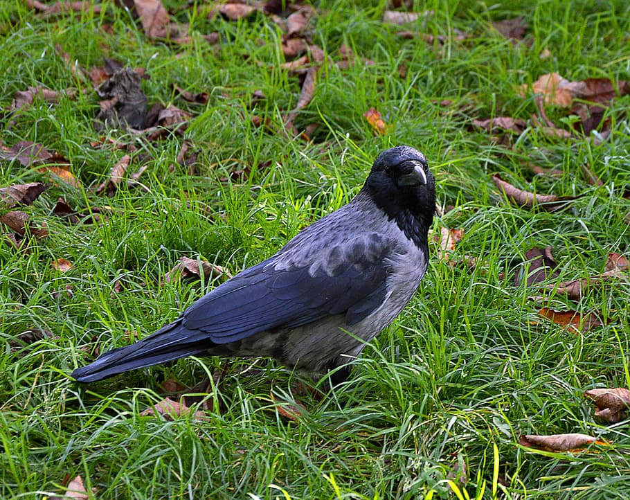 crow, nature, birds, animal themes, plant, one animal, grass HD wallpaper