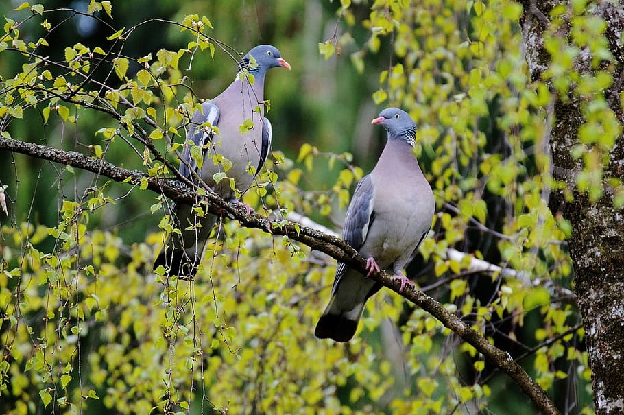 two gray birds perch on tree branch, lovebirds, pair, couple