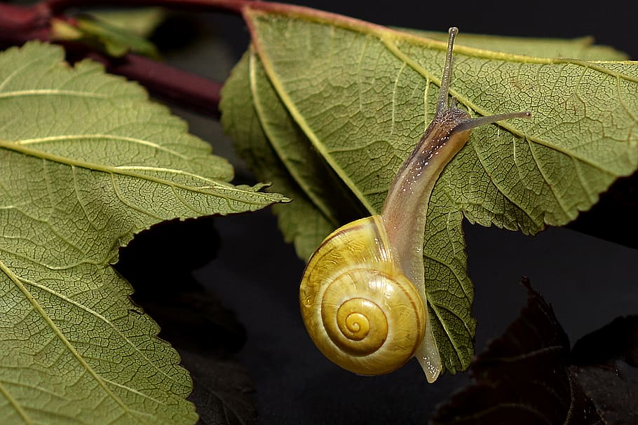 yellow snail on green leaf plant, crawl, shell, slowly, mollusk HD wallpaper