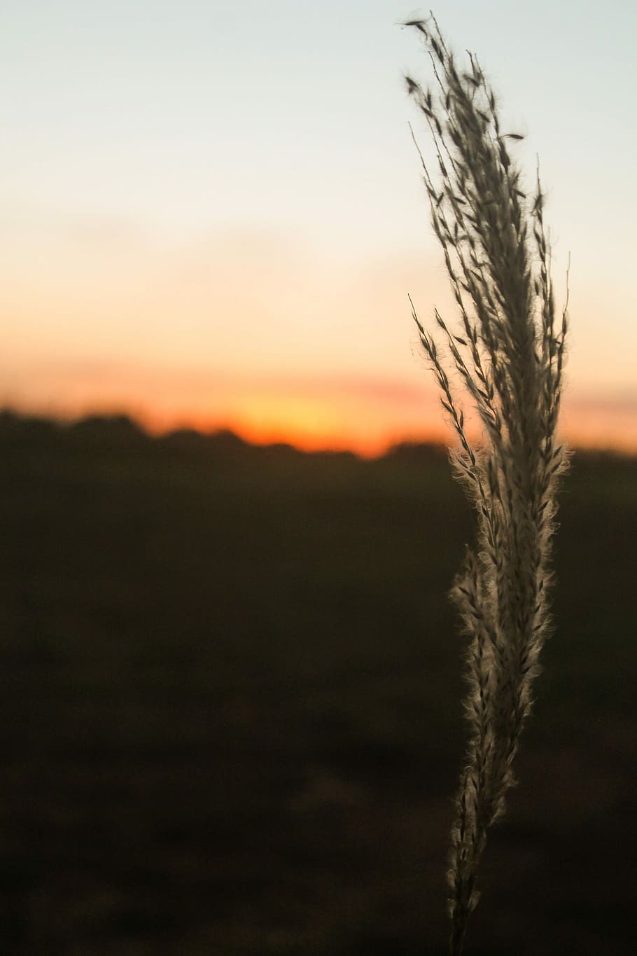 Sunset, Twilight, Brazil, Eventide, vegetation, landscape, against light HD wallpaper