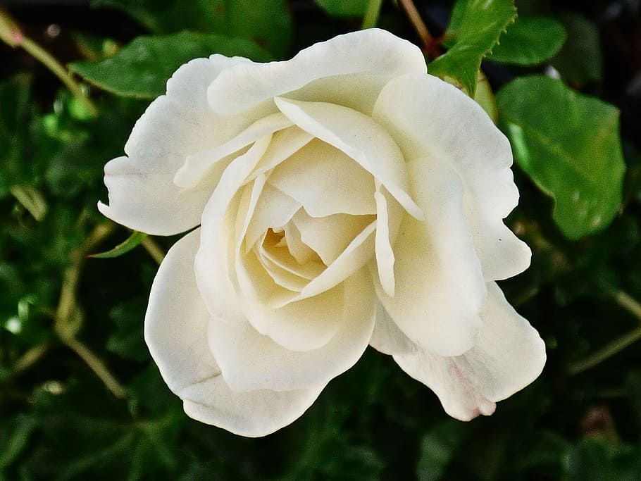 rose, white, petals, flower, nature, wedding, blossom, gift HD wallpaper