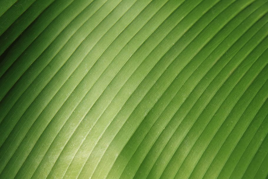 close up, photo, green, textile, abstract, background, banana HD wallpaper