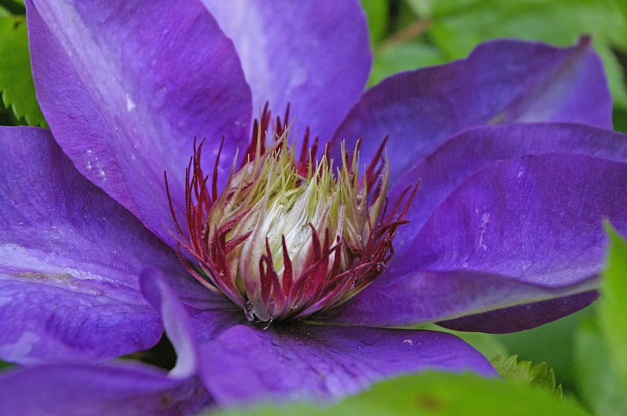 Clematis, Blossom, Bloom, Violet, Flower, purple, close, purple flower HD wallpaper