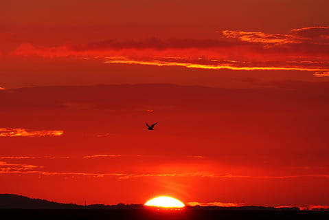 silhouette of flying bird, glowing, back light, seagull, sunset HD wallpaper