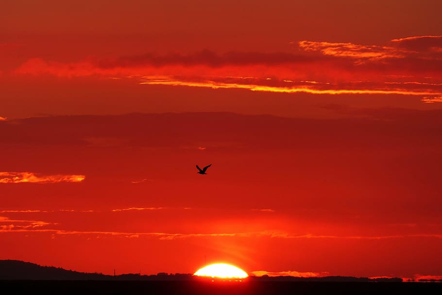 silhouette of flying bird, glowing, back light, seagull, sunset HD wallpaper