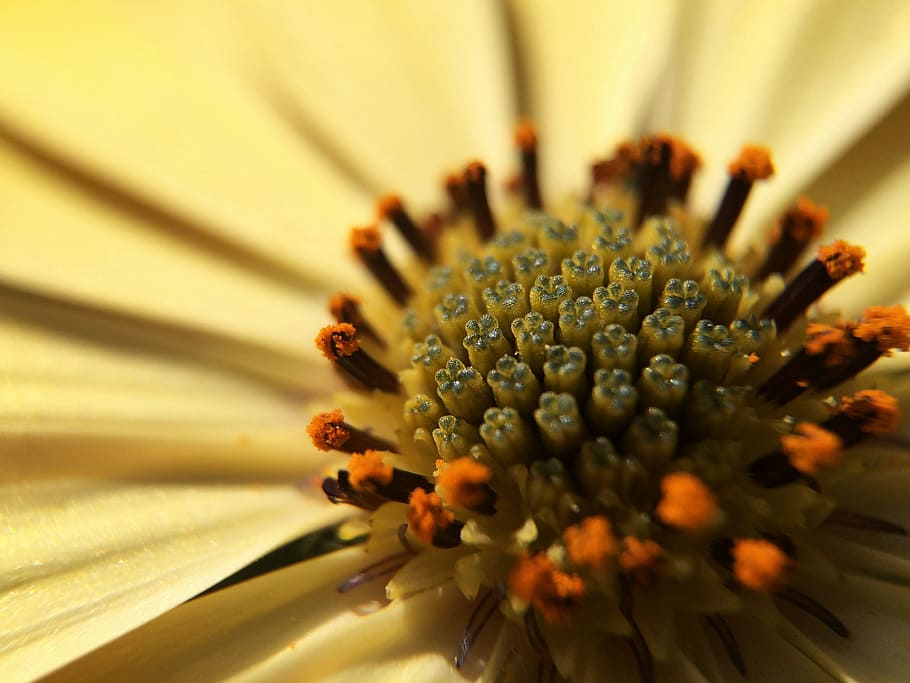 macro, flower, plant, flora, nature, green, garden, summer HD wallpaper