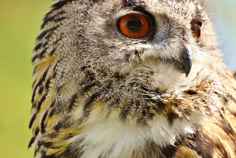 selective focus photograph of brown owl, bird, feather, eagle owl HD wallpaper