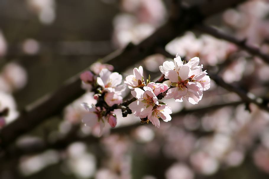 spring, bloom, branch, garden, flowers, nature, pink, romantic HD wallpaper