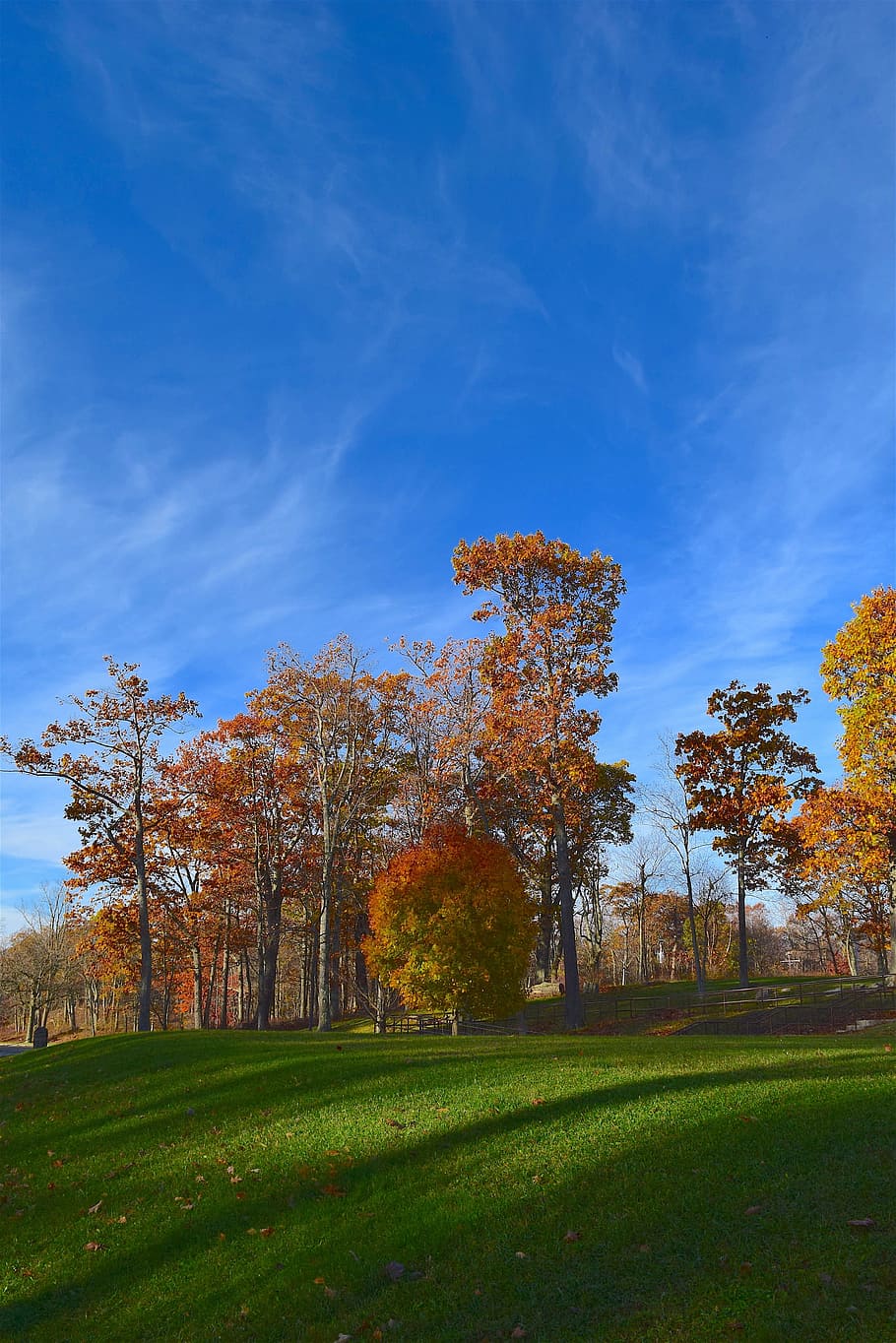 landscape, trees, nature, grass, green, foliage, yellow, autumn HD wallpaper