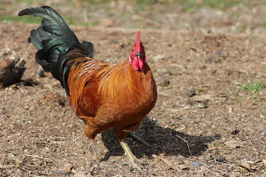 rooster, red rooster, range, chicken - bird, domestic animals HD wallpaper