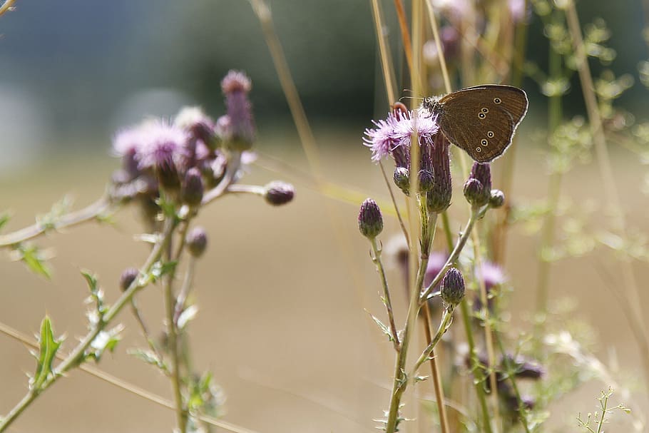 spring, butterfly, flower, nature, insect, summer, butterfly - Insect HD wallpaper