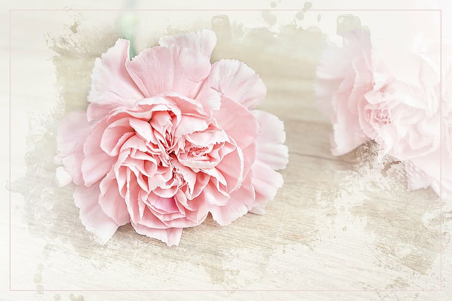 pink petaled flower on white surface, carnation, blossom, bloom HD wallpaper