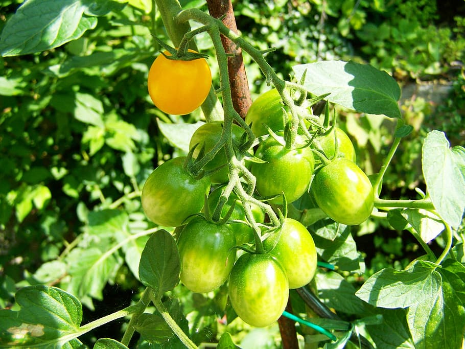 tomatoes, immature, vegetables, food and drink, leaf, fruit HD wallpaper