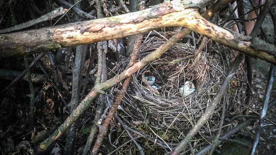 socket, birds, bird's nest, eggs, thrush, branches, withered tree HD wallpaper