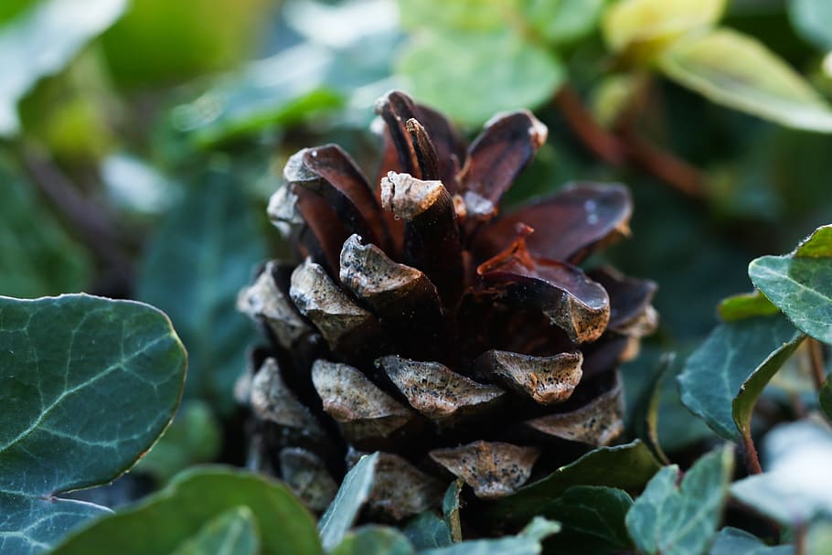 pinecone, nature, leaf, plant part, close-up, focus on foreground HD wallpaper