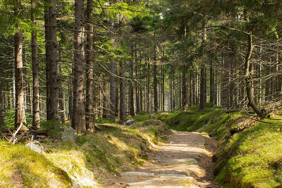 German Word For Forest Solitude