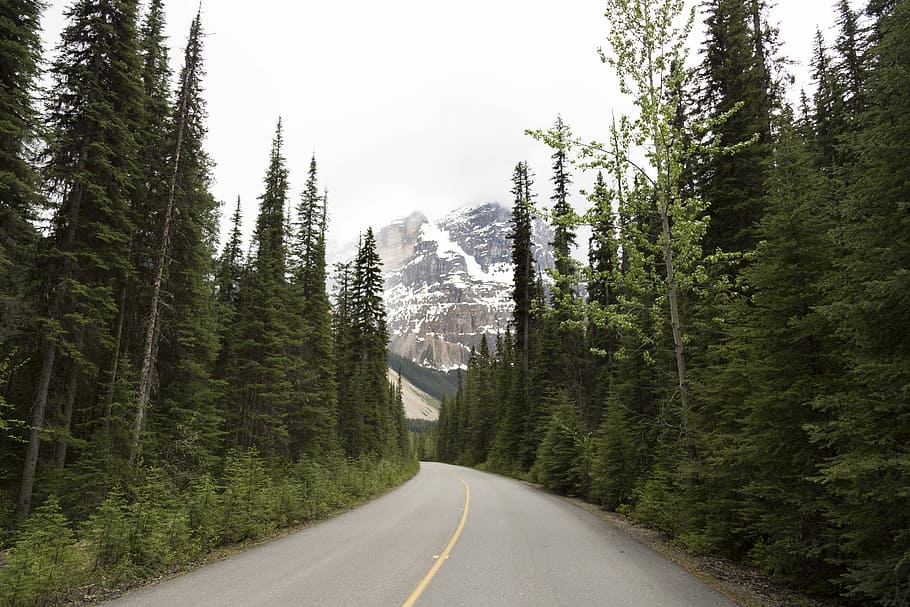 road surrounded with pine trees, explorer, exploring, foggy HD wallpaper