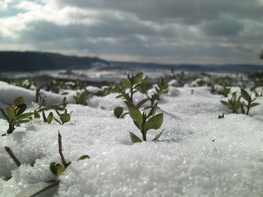 snow, close, winter, plant, eiskristalle, snowy, wintry, leaf HD wallpaper