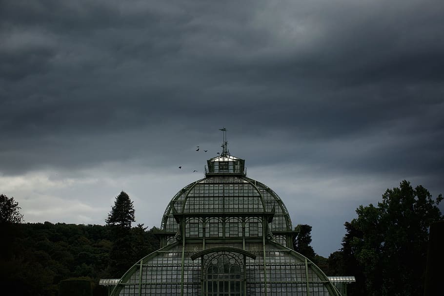 trees, plant, cloudy, sky, birds, animal, flying, architecture HD wallpaper