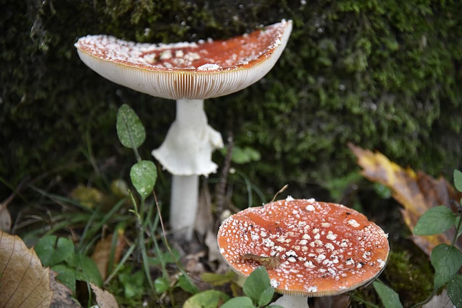 mushroom, fly agaric, forest, nature, fungus, food, vegetable HD wallpaper