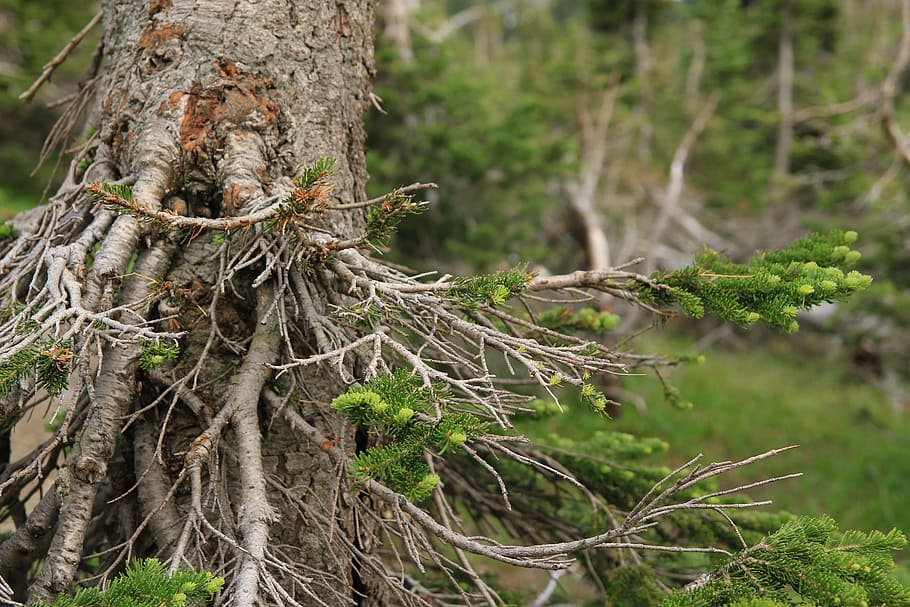 tree stump, nature, wood, forest, natural, old, trunk, plant HD wallpaper
