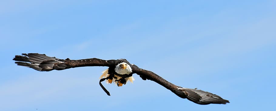 Bald eagle flying, adler, bird, raptor, bird of prey, bill HD wallpaper