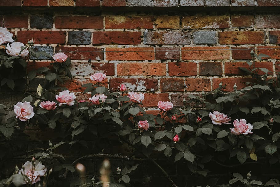 pink flowers beside brown concrete wall, pink flowers, brick HD wallpaper