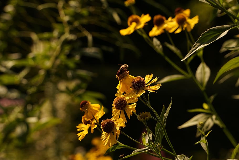 Wasp, Bee, Blossom, Bloom, Close, collect nectar, yellow, flower HD wallpaper