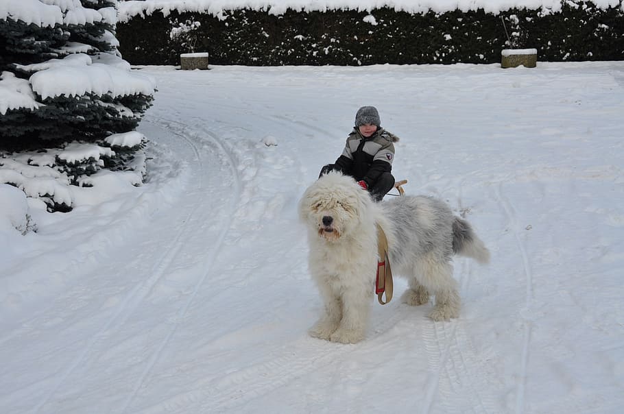winter, slide, dog, boy, cold temperature, snow, one animal HD wallpaper