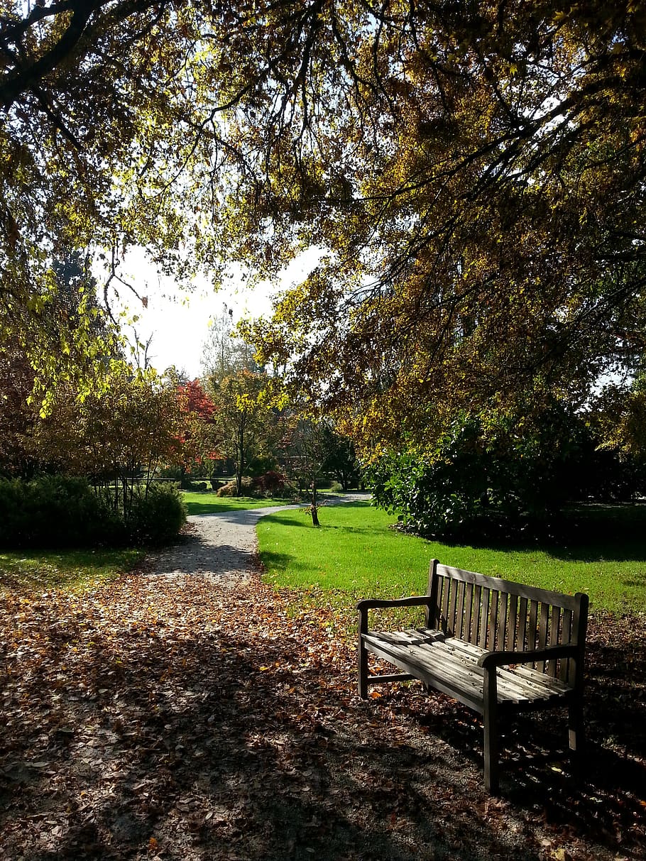 autumn, bench, leafs, park, plant, tree, seat, nature, tranquility HD wallpaper
