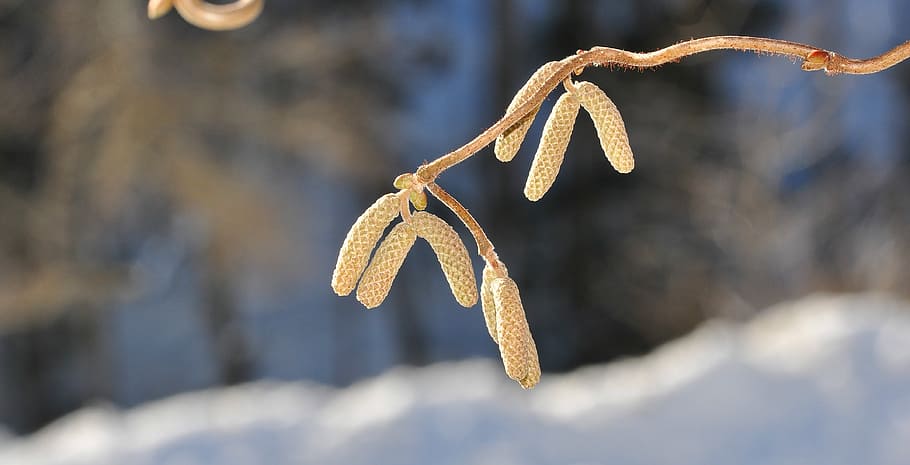 Corkscrew, Hazel, Branch, Tree, Nature, corkscrew hazel, kahl HD wallpaper