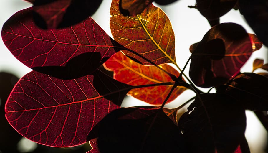 leaves, red, garden, nature, bush, summer, spring, forest, foliage HD wallpaper