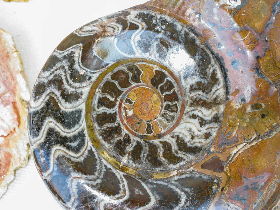 fossil, petrified, petrification, snail shell, pattern, close-up HD wallpaper