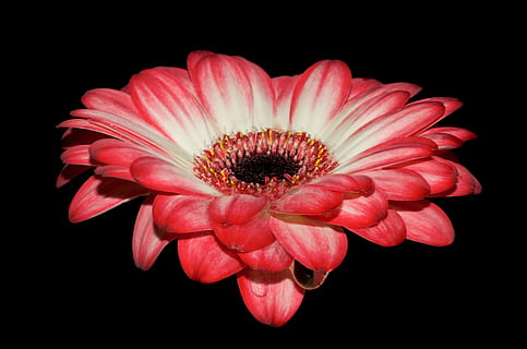 red petal flower flower, gerbera, petals, macro, bloom, wet HD wallpaper