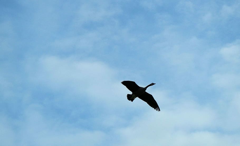 Canada, Goose, Flight, Ontario, Wings, fly, flying, bird, one animal HD wallpaper