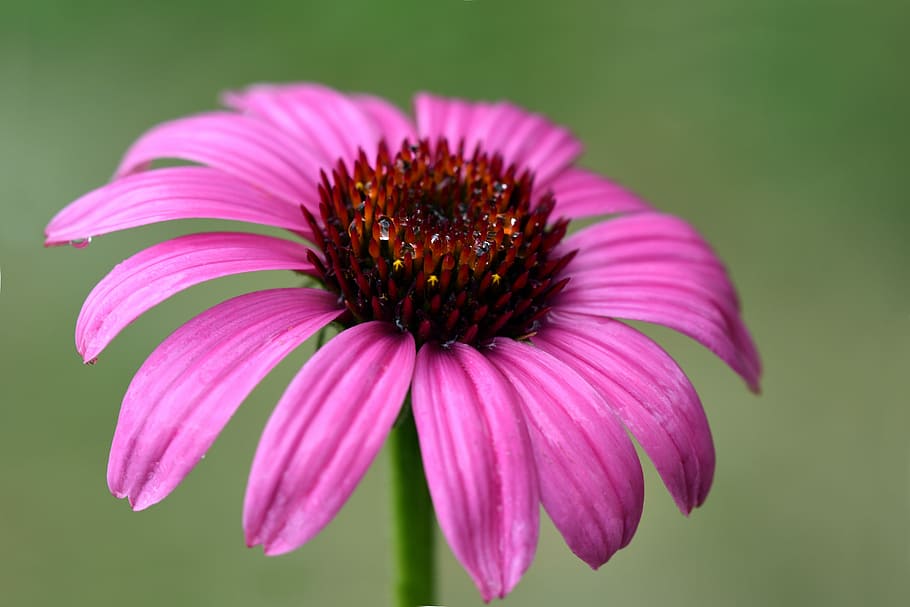 sun hat, flower, blossom, bloom, nature, plant, petals, leaves HD wallpaper