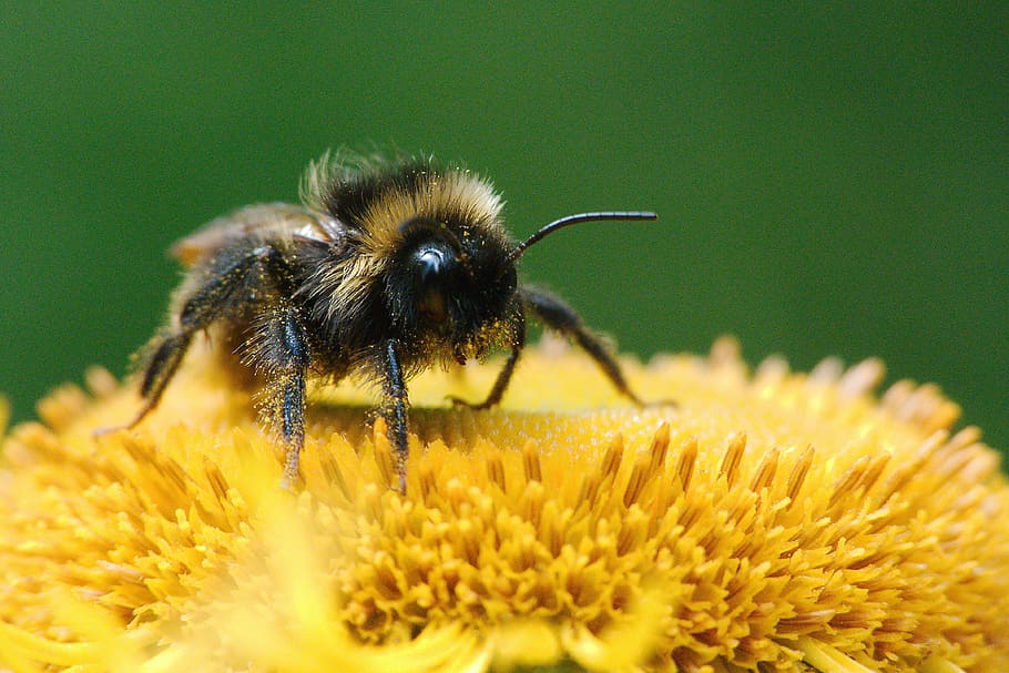 close-up photography of honeybee on sunflower, nature, insect HD wallpaper