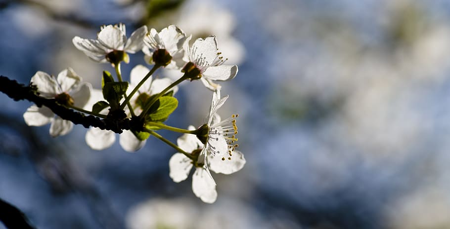 mirabelle, spring, blossom, bloom, white, branch, white blossom HD wallpaper