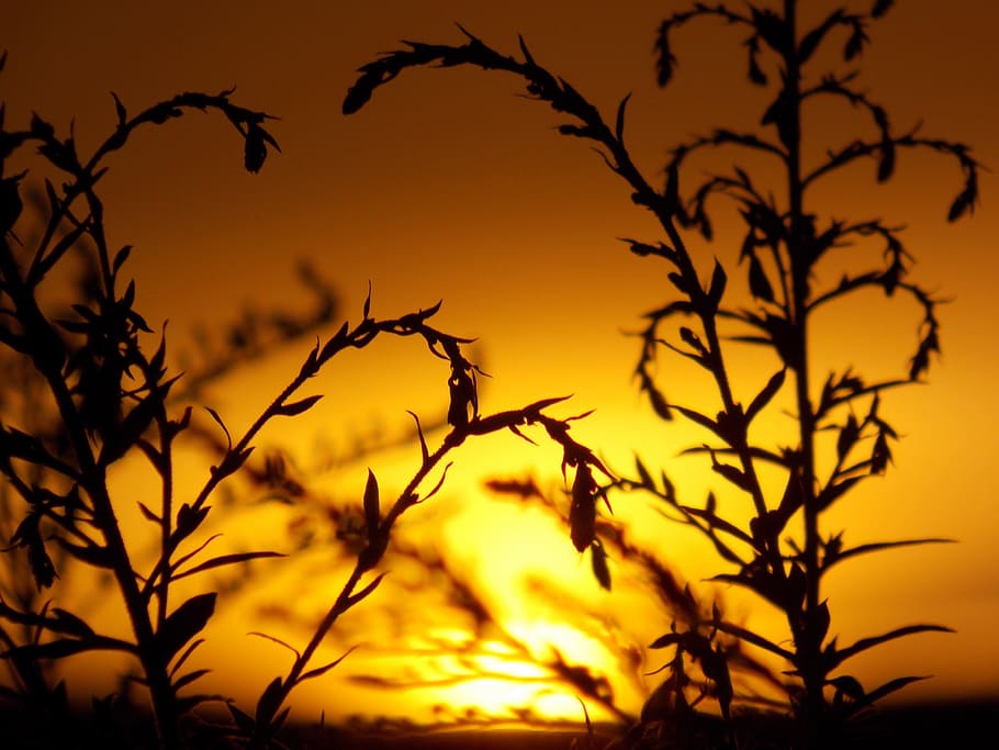 summer, sunset, nature, silhouette, beauty in nature, sky, tree HD wallpaper