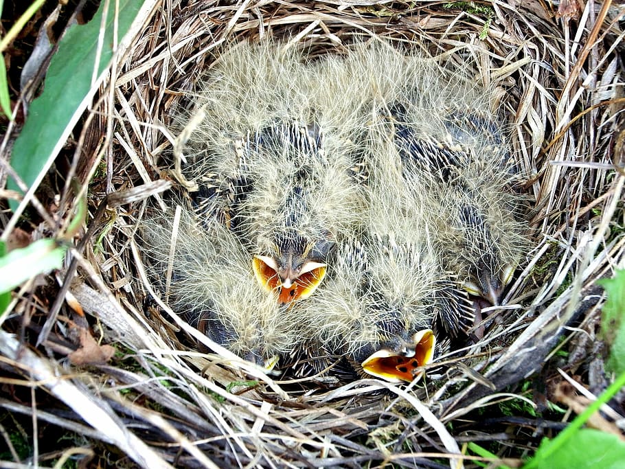 Chicks, Lark, Summer, Birds, Field, jack, feathered race, young bird HD wallpaper