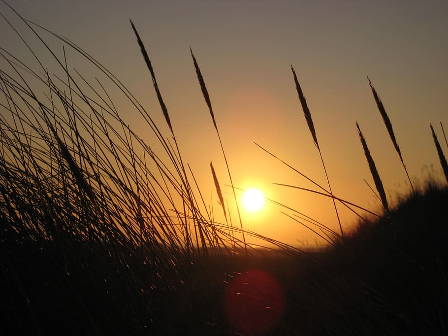 grasses, back light, sunset, sky, beauty in nature, tranquility HD wallpaper