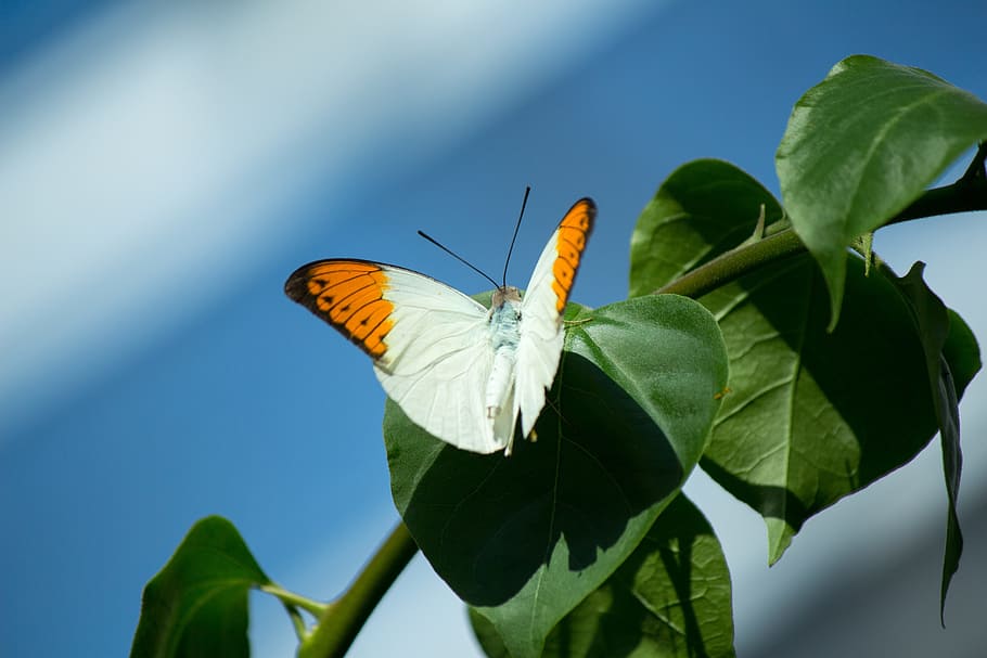 butterfly, nature, wings, insect, garden, natural, fauna, serene HD wallpaper