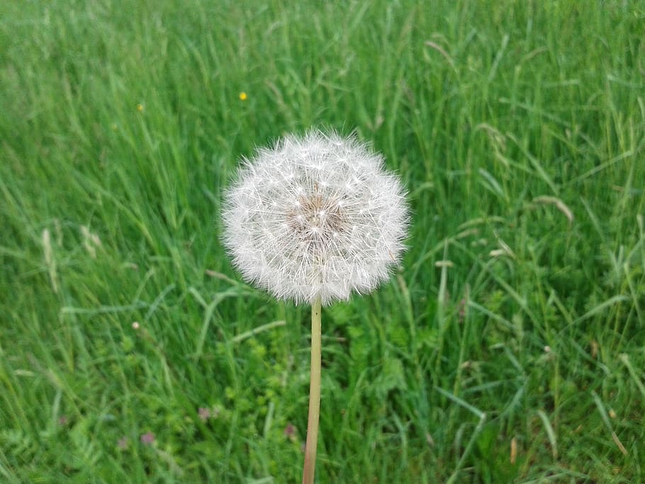 dandelion, nature, spring, meadow, plant, close, green, flower HD wallpaper