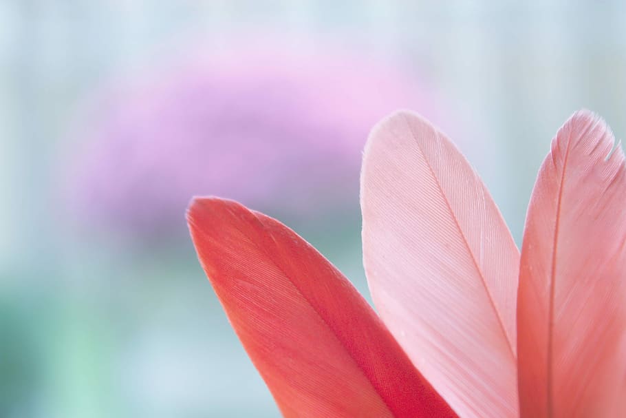 closeup photo of pink petaled leaf, three assorted-color feathers HD wallpaper