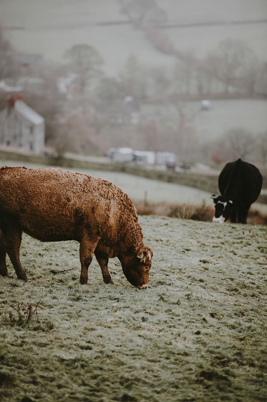 Cattle grazing in the winter drizzle, brown cattle eating grass at daytime HD wallpaper